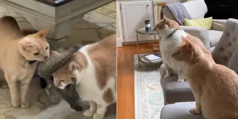 Orange Cats Shock Owner With Their Unusual “Gift” From Outside