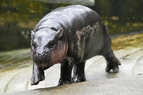 Meet the Baby Pygmy Hippo Who’s Taking Over Social Media