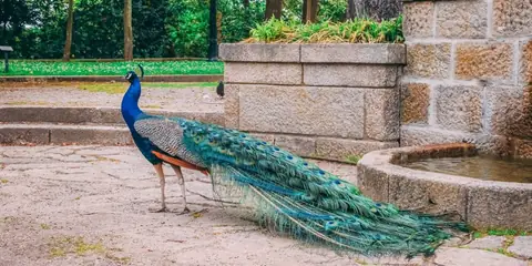 The 8 Most Beautiful Bird Species You Can Find in India