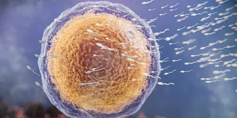 Why Sperm Struggles to Find Its Direction in Space
