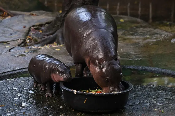 Baby pygmy hippo named Moo-Deng has captured hearts.